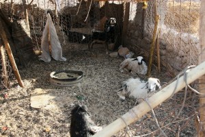 kozy popri ťavách sú jedným z mála živočíchov schopných prežiť spolu s beduínmi v púšti